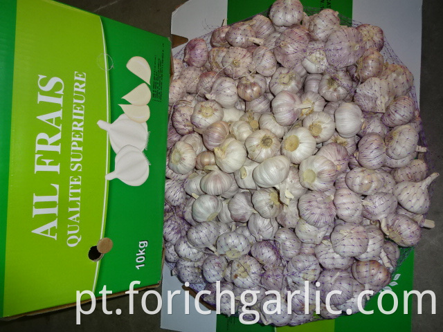 Fresh Best Quality Normal Garlic